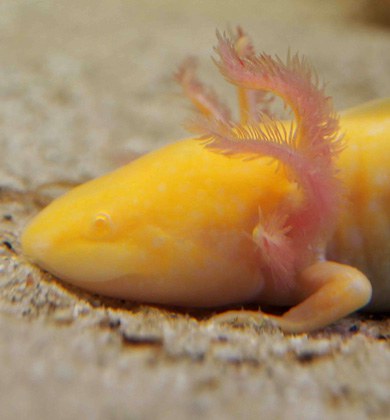biologie_axolotl_390px.jpg
