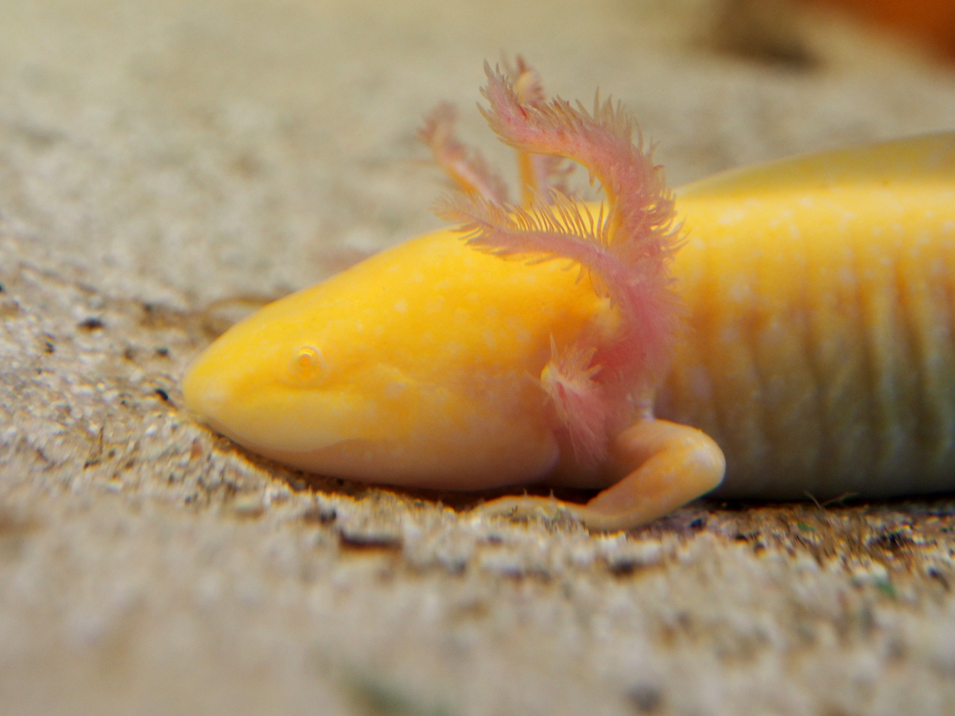 2021-02-22-MINT-Axolotl.jpg